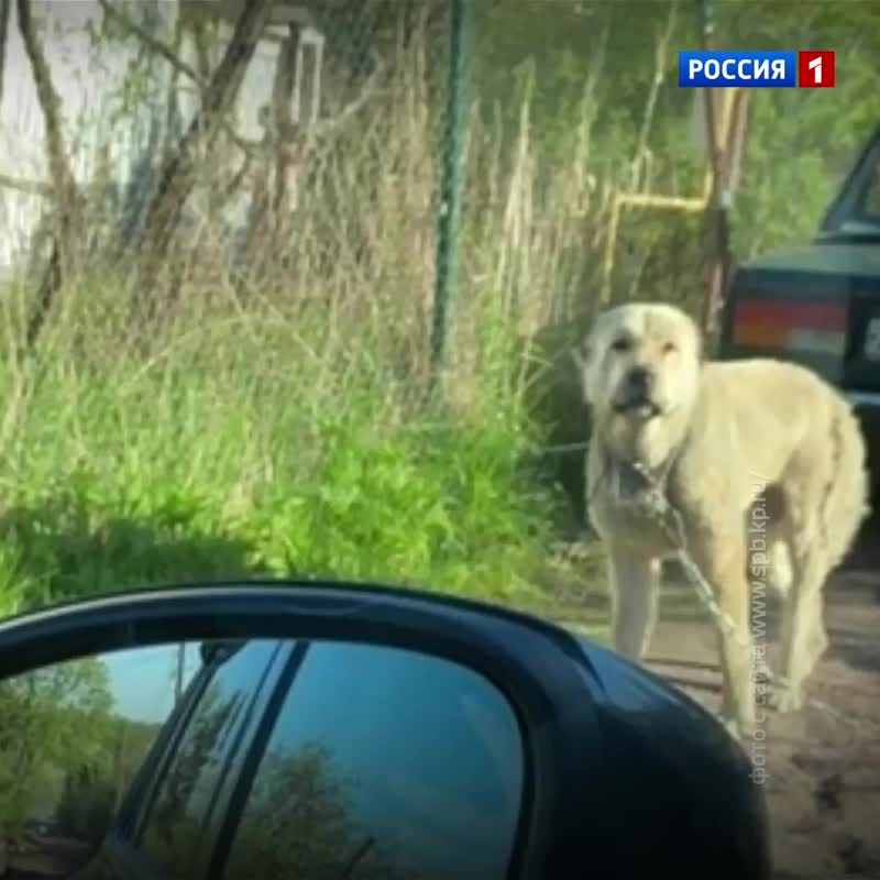 Алабай покусал женщину в Ленинградской области — Россия 1 Алабай покусал женщину в Ленинградской области — Россия 1