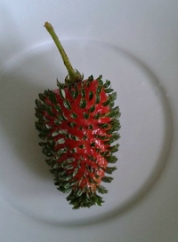 семена земляники. семена клубники. семена клубники. проросшая земляника. семена клубники из ягод.