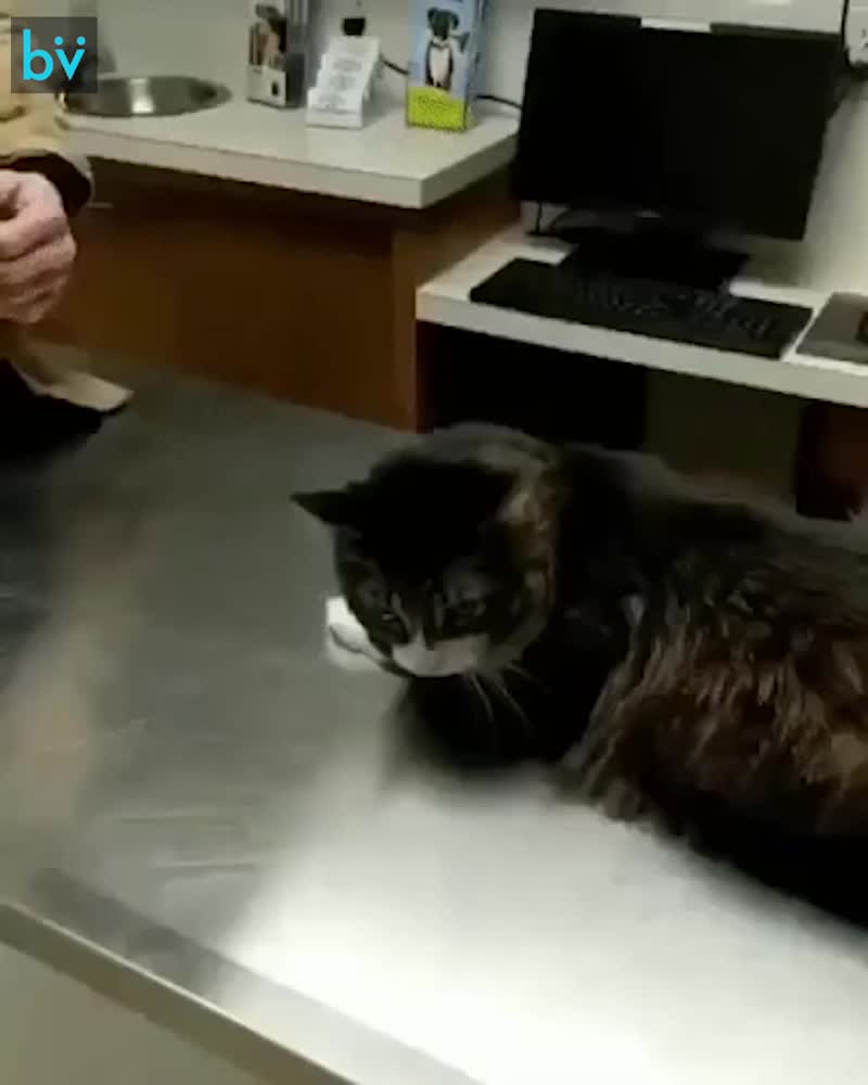 Котейка пытается спрятаться от ветеринара в куртку к хозяину Котейка пытается спрятаться от ветеринара в куртку к хозяину