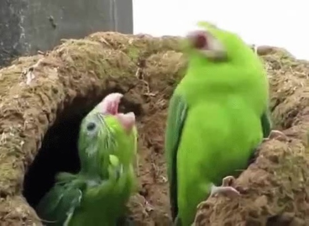 Папуги денс · coub, коуб